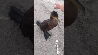 #cormorant #pet #duck #found #englewood #beach #florida #likes #crackers #water #pets #wild #birds