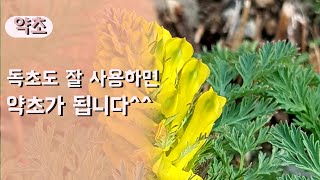 화려하고 이쁜 노랑색 꽃이 매력적인 야생화 산괴불주머니/독초이자 약초/ The appearance and efficacy of Korean spring wildflowers ^^