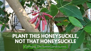 Plant This Honeysuckle, Not That Honeysuckle!