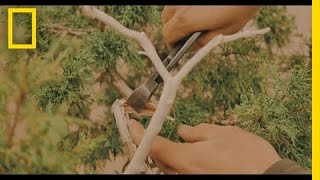 The Art of Shaping a Bonsai Tree | Short Film Showcase The Art of Shaping a Bonsai Tree | Short Film Showcase