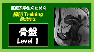 【医療系学生】 骨盤解剖 Level 1 解説付き