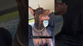 早く車から降ろせと文句を言うドーベルマン#doberman #ドーベルマン #ドーベルマンと暮らす #いぬのいる生活 #ドーベルマンしつけ #大型犬 #大型犬と暮らす #犬のいる暮らし #犬ご飯