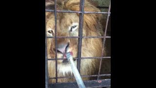 ライオンのエサやり　ノースサファリサッポロの体験。鼻息がわかる距離　Big Cat / lion feeding