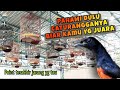 CIRI MURAI PROSPEK LAPANGAN BISA DI LIHAT DARI KATURANGGANYA @RadjaMurai