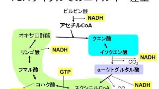 第５回　TCAサイクル　Part 1（基礎生化学）