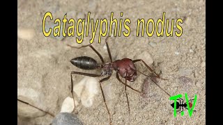 Cataglyphis nodus, une fourmi qui aime la chaleur.