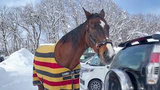 初めてのドカ雪や気になる引退した競走馬などなど🐴 #おしゃべりホース #サチモ  #さっちゃん #引退競技馬 #25歳 #余生を過ごす