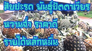 สับปะรดพันธุ์ปัตตาเวีย ลูกใหญ่หวานฉ่ำ ราคาดี