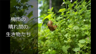 梅雨の晴れ間の生き物たち