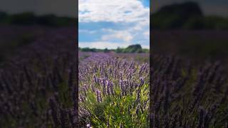 Lavender farm | United Kingdom | #lavender #flowers #youtubeshorts #support #nature #subscribe