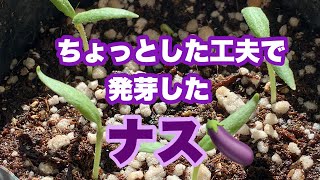 【ナス】【トマト】加温無しでも大丈夫！発芽しました！　ポットに鉢上げします！