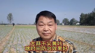 大蒜黄叶干尖，究竟是啥原因，怎样防治效果好