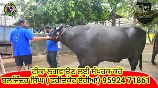 Abhimanyu bull  Abc seman