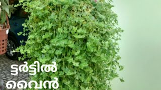 Best Plant for Hanging Basket-Turtle vine plant care | ട്ടർട്ടിൽ വൈൻ ചെടിയുടെ പരിപാലനം