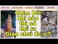 Theo bạn Chào mào Bổi khi nào cho ra Giàn Chơi là hợp lí nhất?