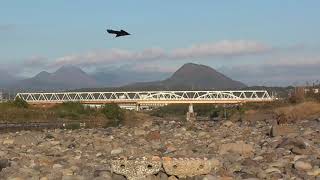 I0185　大分川　餌場から5ｍ（ハシボソガラス）（トンビ）Oita River　5m from the feeding ground (carrion crow) (black kite)