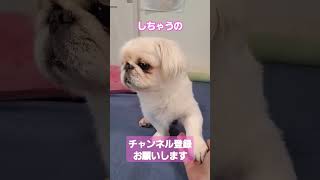 ぼくの特技　#ペキニーズ #ペキニーズ大好き #ペキ #犬のいる生活 #犬 #オス #shorts #short