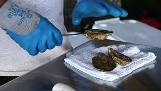 Chef Insider Tip :: Oysters