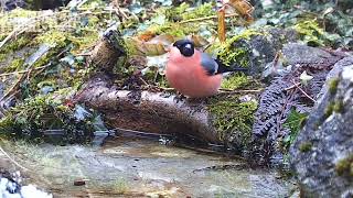 Jan 29 Bullfinch drink