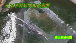 【東山動植物園　インドガビアル】インドガビアルの泳ぎ＃インドガビアル＃ワニ＃東山動物園＃zoo、ナイルワニ、アリゲータ、クロコダイル、イリエワニ、アメリカワニ、オリノコワニ、オーストラリアワニ、Zoo