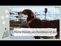 Meine Hündin Bina zieht aus dem Tierschutz ein | Hund aus Rumänien | Vlog