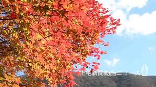 《紅葉2018》深まる秋 散策で満喫　前橋・SUBARUふれあいの森