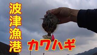 【福岡釣り】波津漁港で初めてのカワハギ釣りにチャレンジ！！【18釣目】　#カワハギ　#初心者　#波津漁港