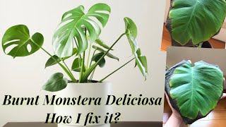 Burnt Monstera Deliciosa Leaves, How I fix It.