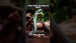 5 jenis ular paling berbahaya #ular #hewan #binatang #blackmamba #kingcobra #shorts #fyp #snake