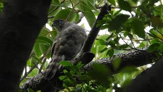 20201206 橄欖球場鳳頭蒼鷹 - 追完碰企納涼的母鳳頭