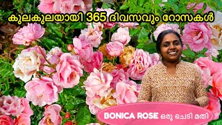 ഈ നാടൻ റോസ് ഒന്നുണ്ടേൽ എന്നും പൂക്കളും സുഗന്ധവും മുറ്റം നിറയെ 💕🥰 BONICA ROSE Wayanadan Touch Garden