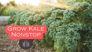 How to Grow KALE ALL YEAR ROUND! [Super Easy!]