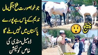 Dhani fateh jangi dangerous bull - bara challenge ho gya asa maal pury Pakistan main nahi mily ga