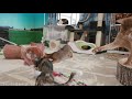 2017.10.13 猫部屋ライブ映像 cats ＆ kittens room 【miaou みゃう】