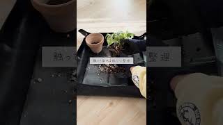 🍀失敗しない植物の植替え方法【☘Life with Houseplant】2-1 #short