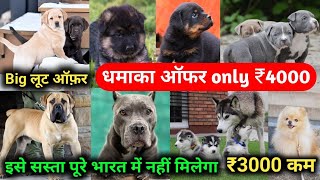 Sunday Special Dog Video | Great Dane Puppy | Husky | White Husky | Shihtzu | Delhi NCR Dog Market