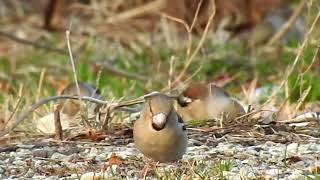 シメの採餌