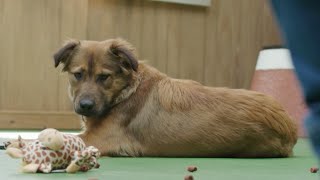 Training a Shepherd Mix to Walk Next to a Wheelchair