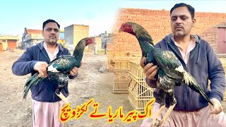 Quality Aseel Hen | Daily new video new aseel Part 6