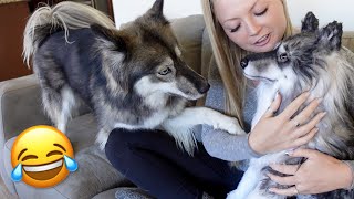 Making Our Dogs Jealous with their Clones
