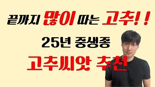 25년 남들보다 끝까지 많이 따는 고추종자 추천해드립니다