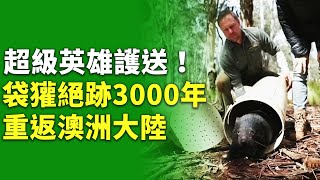 超級英雄護送！袋獾絕跡3000年重返澳洲大陸 - 可愛動物 - 新唐人亞太電視台