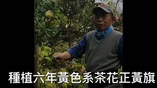 三月正黃旗茶花開始盛開