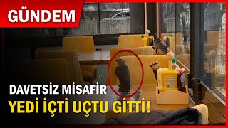 Yedi içti uçtu gitti! Restoranın davetsiz misafiri