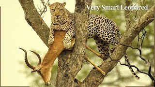 Very Smart Leopard