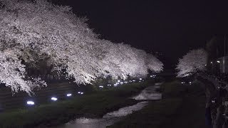 調布・野川夜桜ライトアップ2018 / PXW-Z150