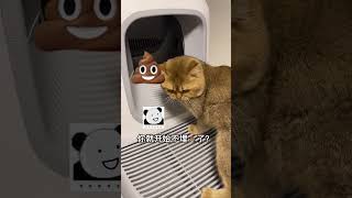 【PuPu噗噗】新的一天，从被猫气开始 #Shorts