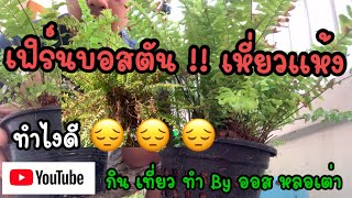 เฟิร์นบอสตัน | กิน เที่ยว ทำ By ออส หลอเต่า