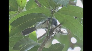 黑枕藍鶲(Black-naped Monarch)，剛開始築巢。