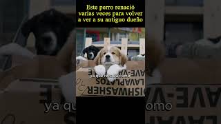 😭Este perro renacio varias veces para...  #viral #pelis #moviemovie #movie  #peliculas